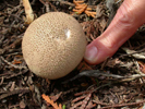 Lycoperdon marginatum